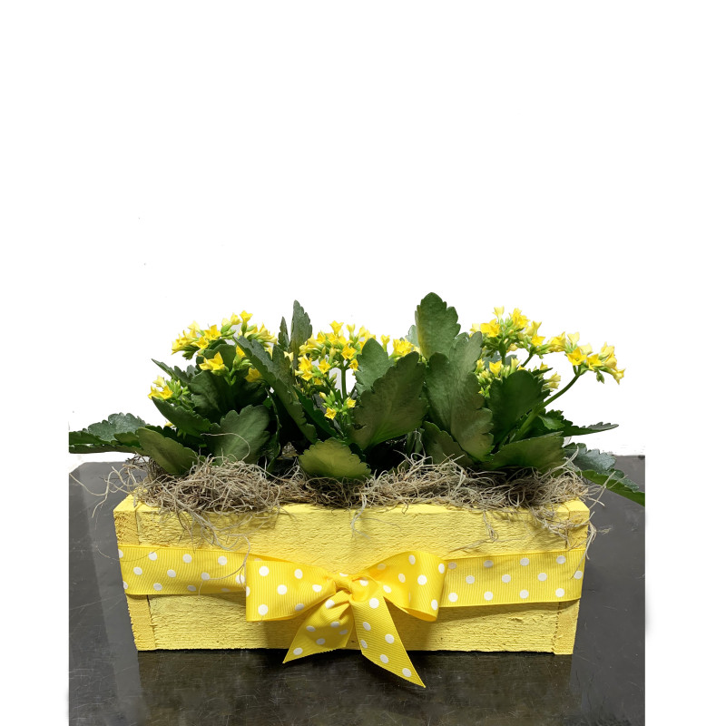 Triple Yellow Kalanchoes - Same Day Delivery