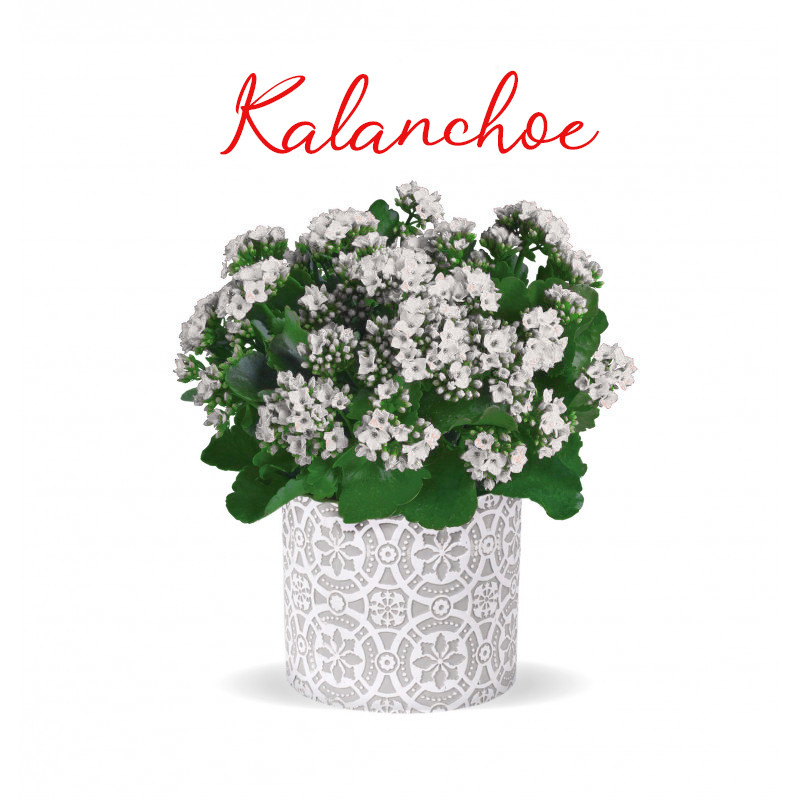 White Kalanchoe Plant - Same Day Delivery