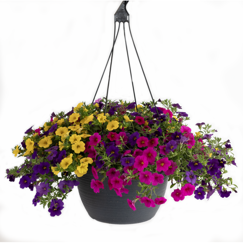 Million Bell Purple & Pinks Hanging Basket - Same Day Delivery
