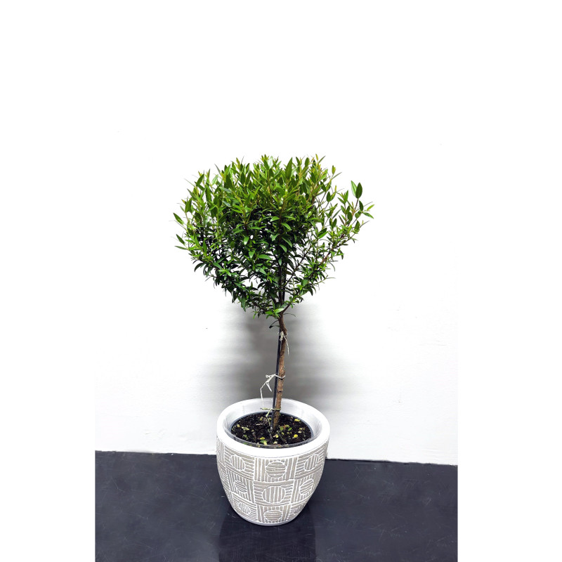 Myrtle Topiary - Same Day Delivery