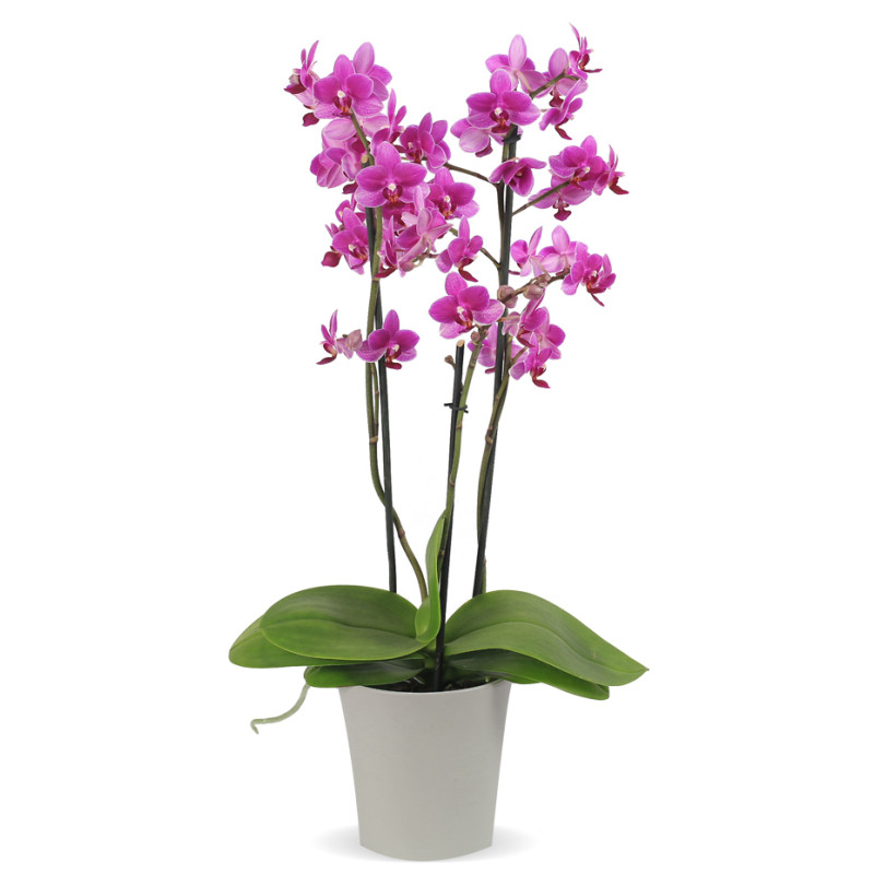 Phalaenopsis Orchid Plant - Same Day Delivery