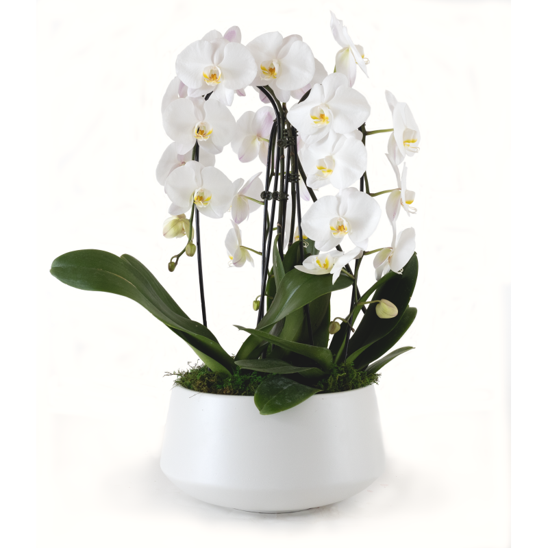 Elegant White Orchids in Ceramic - Same Day Delivery