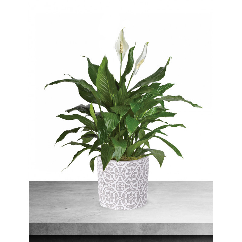 Peace Lily in Modern Container - Same Day Delivery