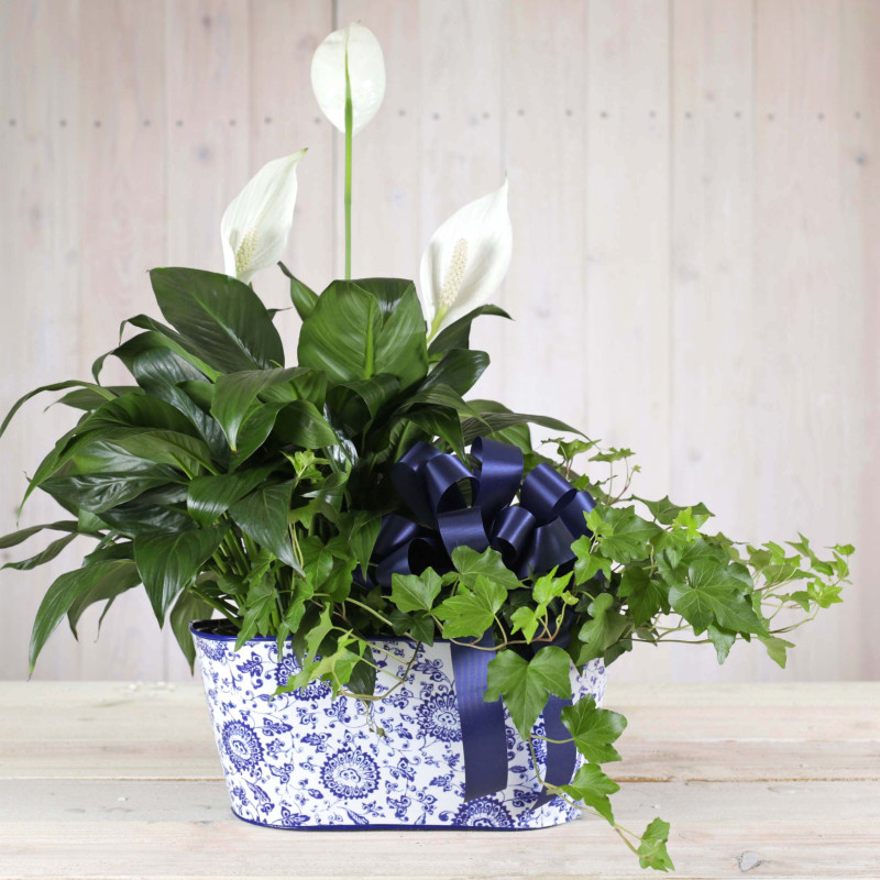 Stylish Green Garden - Same Day Delivery