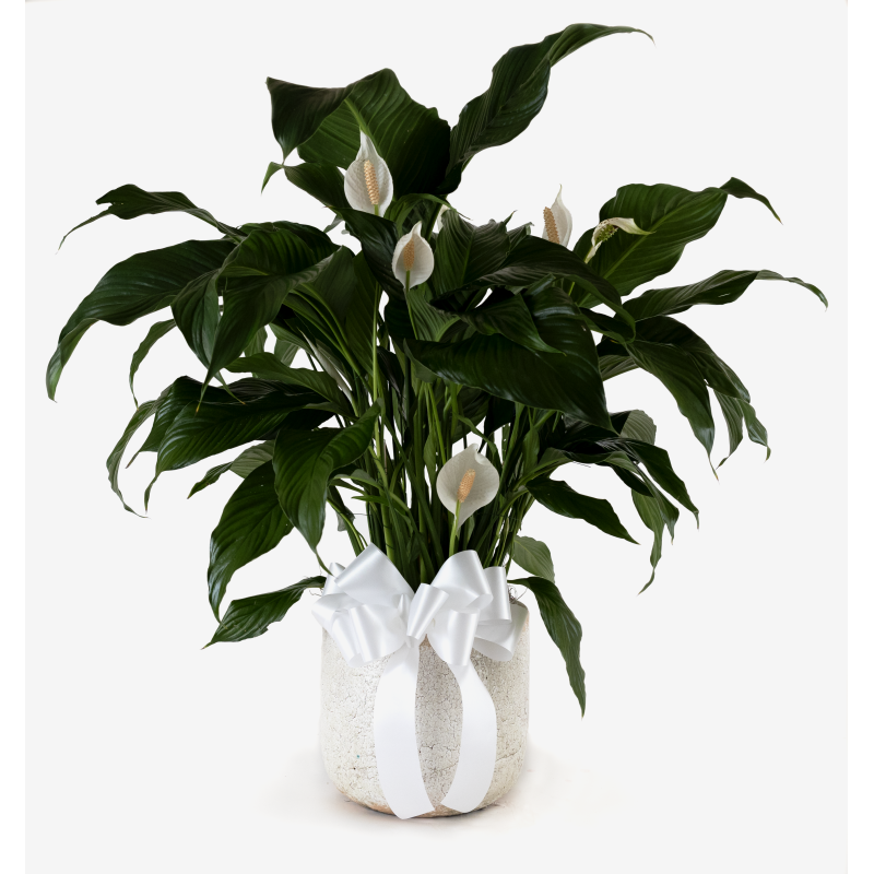 Peace Lily in Ceramic  With Bow - Same Day Delivery