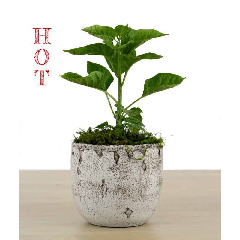 Armageddon Pepper (Ghost Peppers Hotter Cousin) - Same Day Delivery