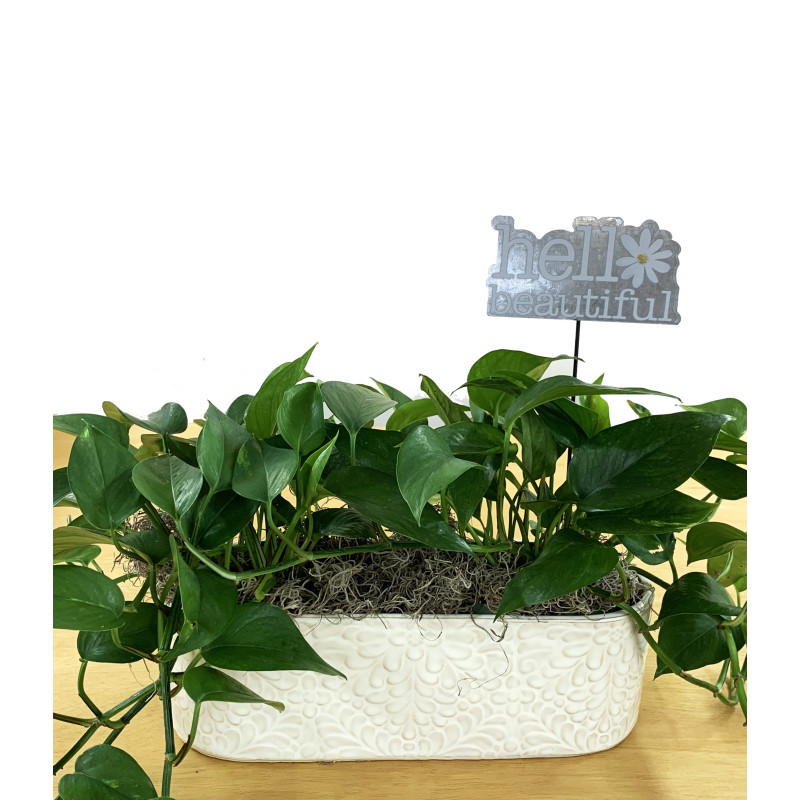 Double Pothos in Cream Pot - Same Day Delivery