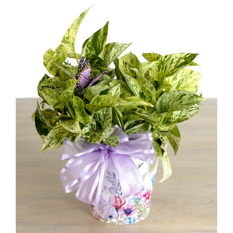 Pothos in Spring Floral Pot - Same Day Delivery