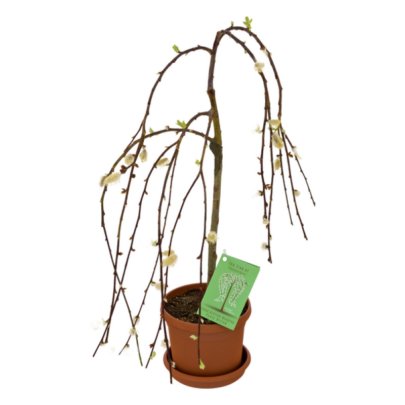 Weeping Pussy Willow - Same Day Delivery