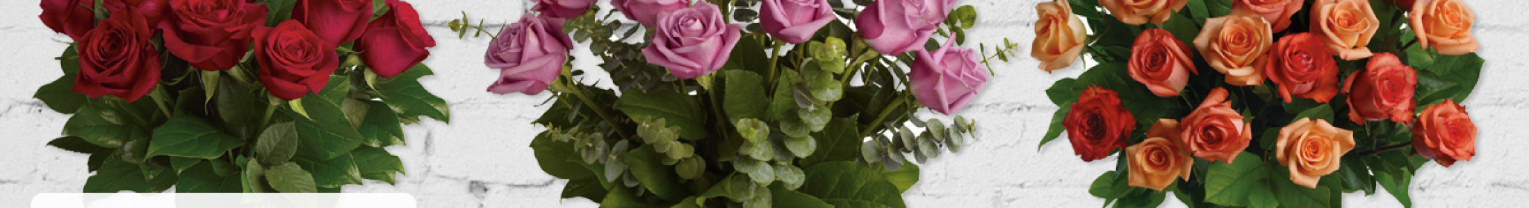 Roses, Ecuadorian Roses, Roses Columbus Ohio