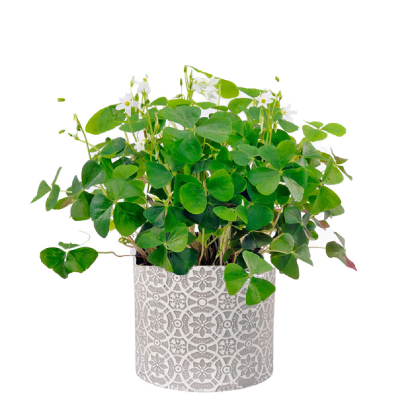 Lucky Shamrock in Stamped Container - Same Day Delivery