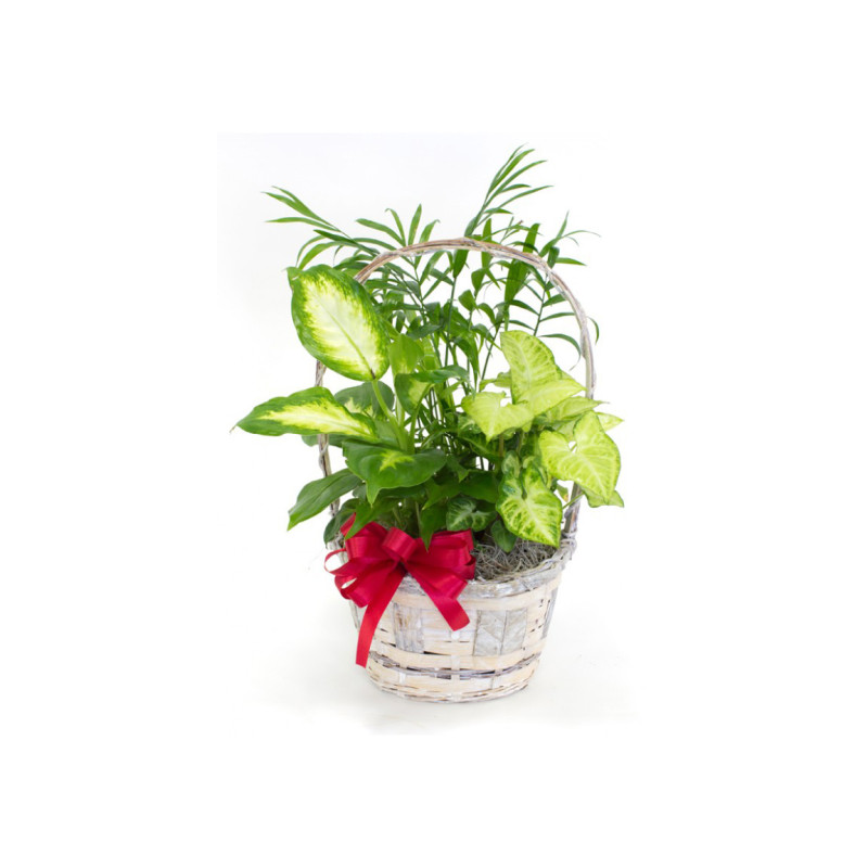 Small Planter - Same Day Delivery