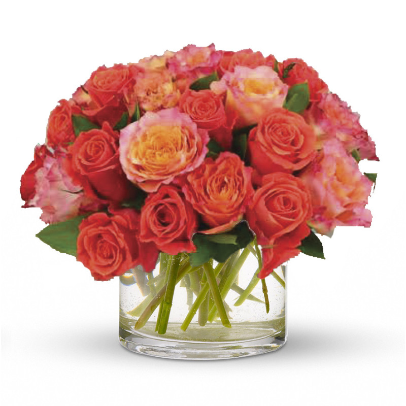 Starburst Roses Medium - Same Day Delivery