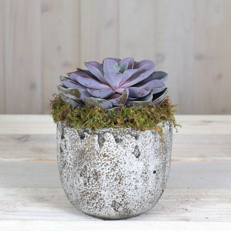 Potted Succulent - Same Day Delivery