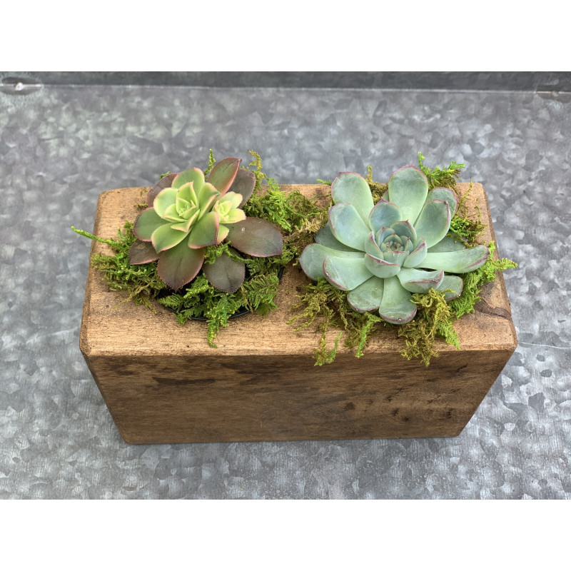 Sugar Mold Succulent Planter - Same Day Delivery