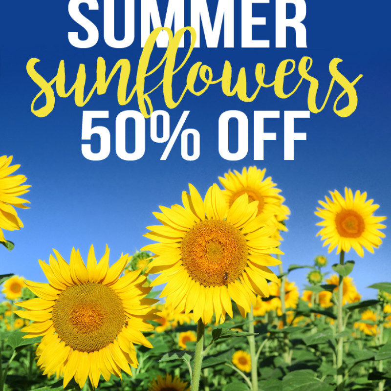 Summer Sunflowers Sale - Same Day Delivery