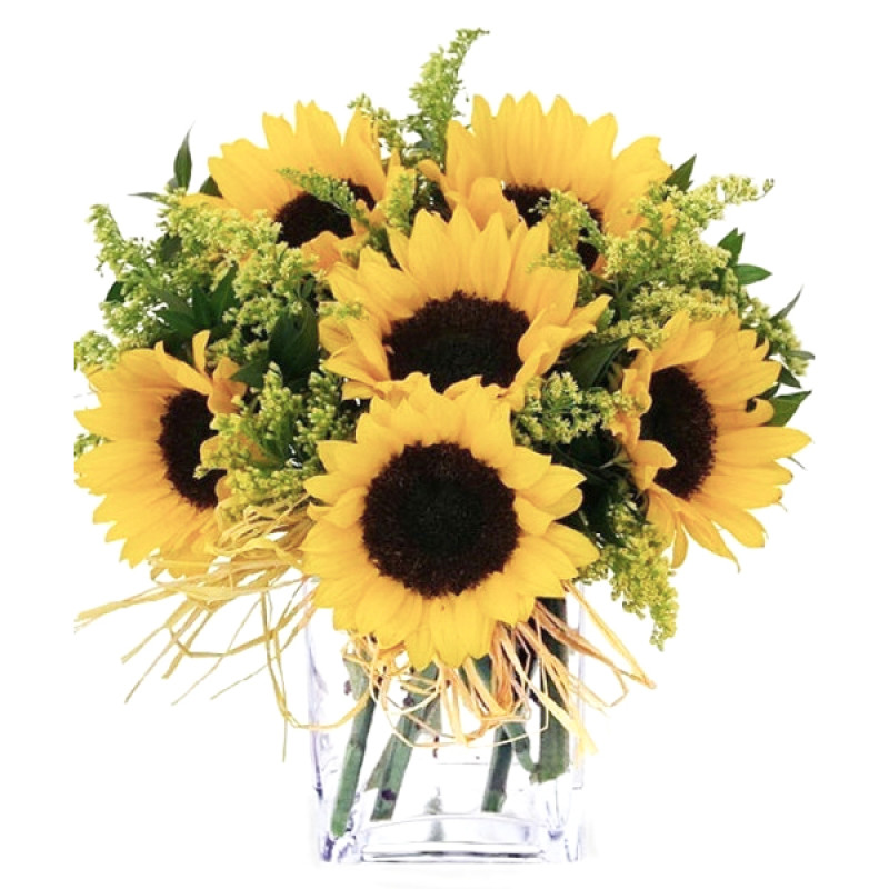 Sunflower Sundance - Same Day Delivery