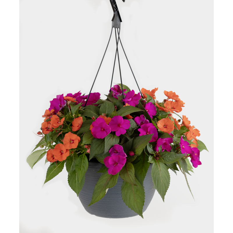 Sunpatien Hanging Basket - Same Day Delivery