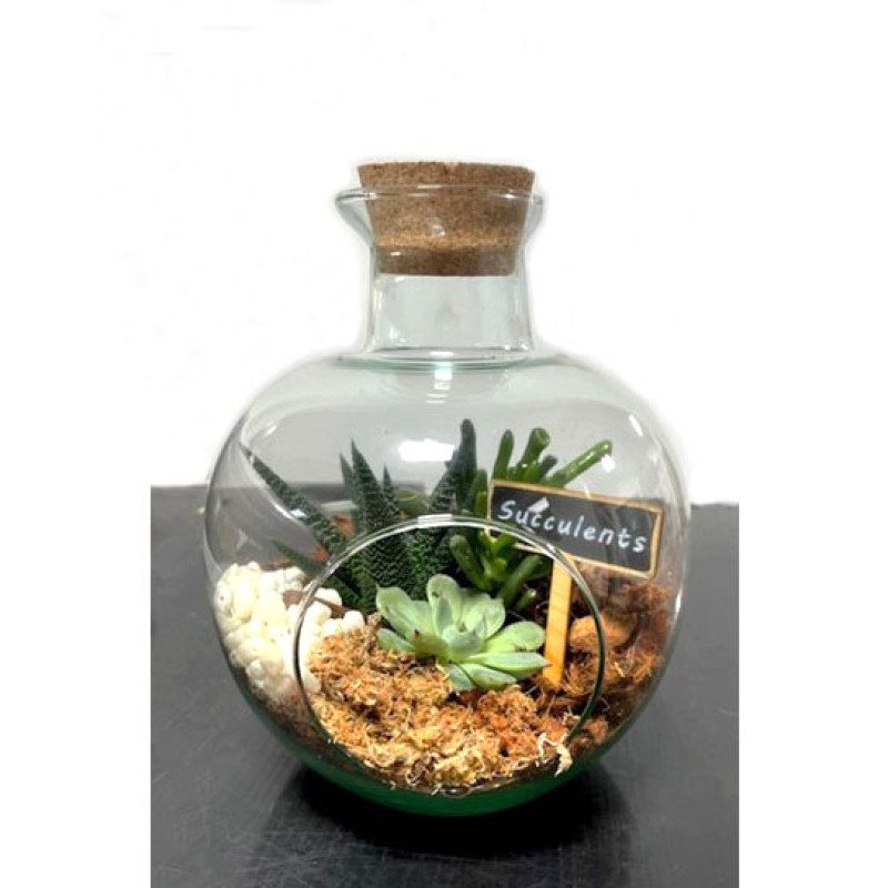 Terrarium Succulent Fishbowl Garden - Same Day Delivery