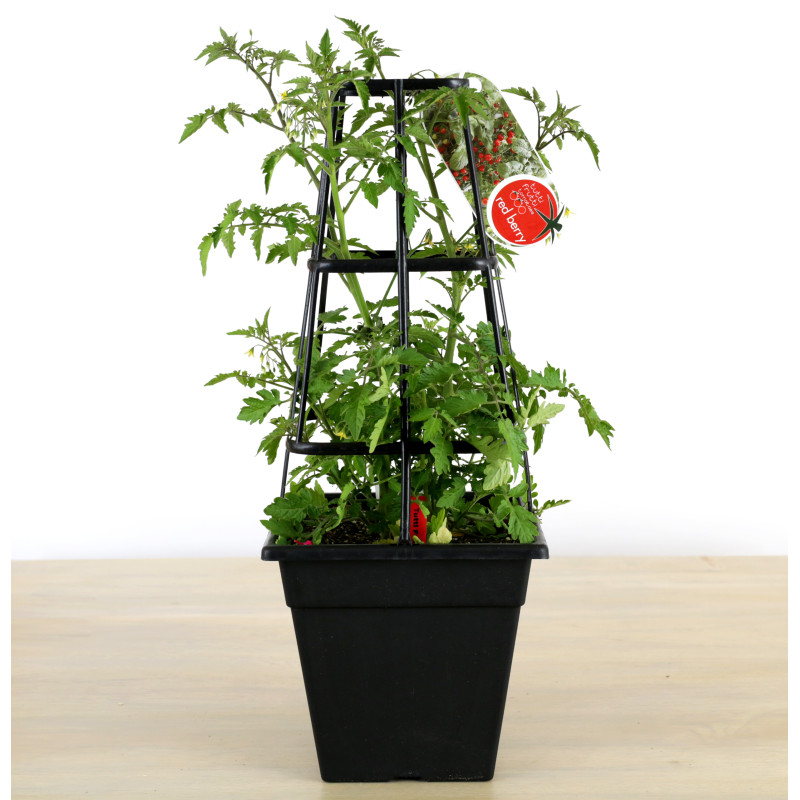 Garden Tomato Plant - Same Day Delivery