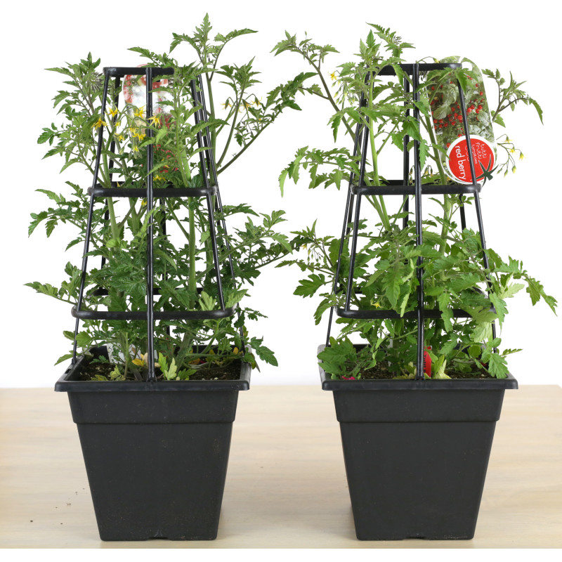 Garden Tomato Plant - Same Day Delivery