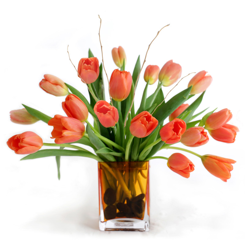 Tulip Tango - Same Day Delivery