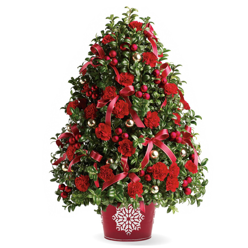 Boxwood Holiday Tree - Same Day Delivery