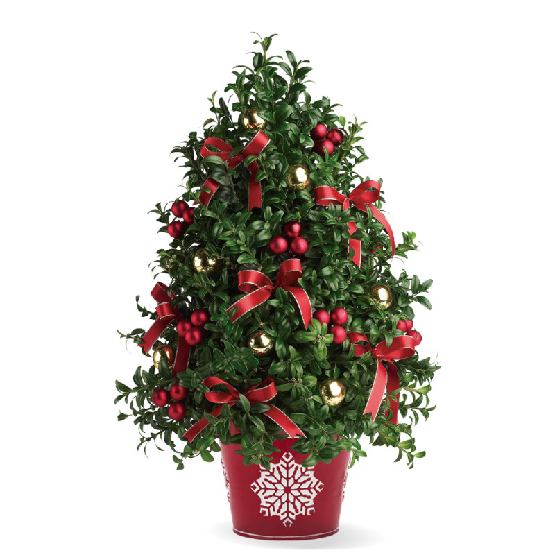 Boxwood Holiday Tree - Same Day Delivery