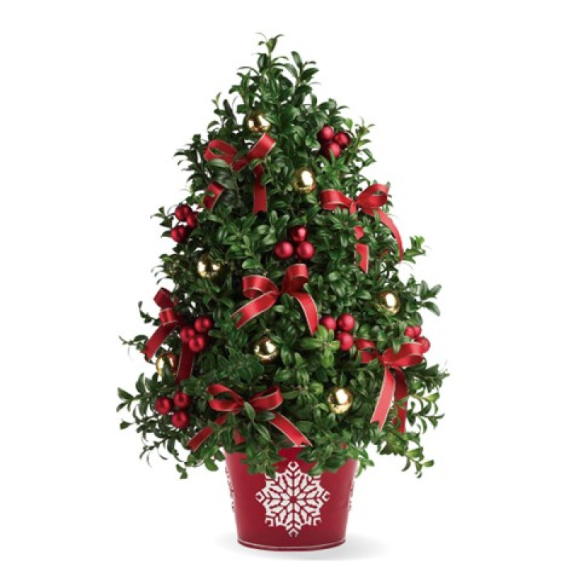 Boxwood Holiday Tree - Same Day Delivery